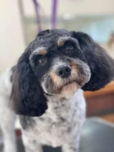 A close up of a dog 's face with its eyes closed.