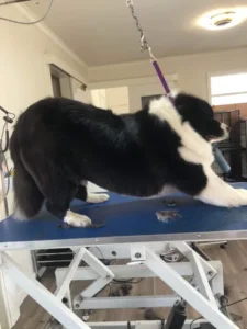 A black and white dog sitting on top of a table.