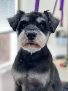 A close up of a dog 's face with a window in the background