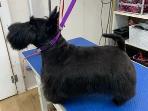 A black dog is sitting on the table