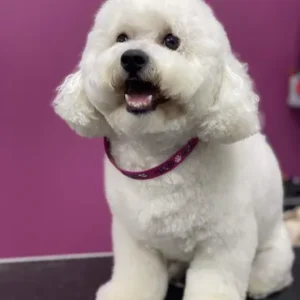 A white dog sitting on top of the floor.