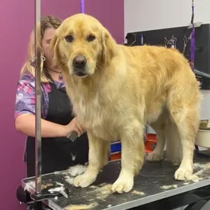 A dog is getting groomed by a woman.