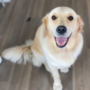 A dog sitting on the floor looking up at the camera.