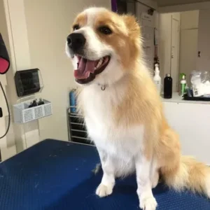 A dog sitting on top of a table.