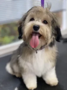 A dog sitting on the ground with its tongue hanging out.