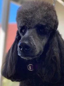 A close up of a dog 's face with a red collar