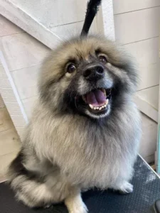 A fluffy dog sitting on the ground with its mouth open.