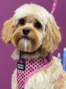 A dog with a pink harness and leash.