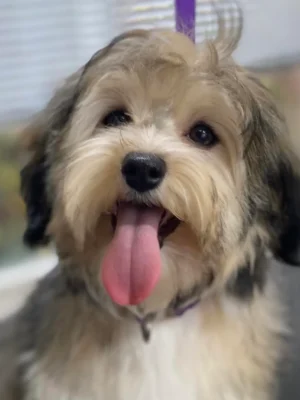 A dog with its tongue hanging out.