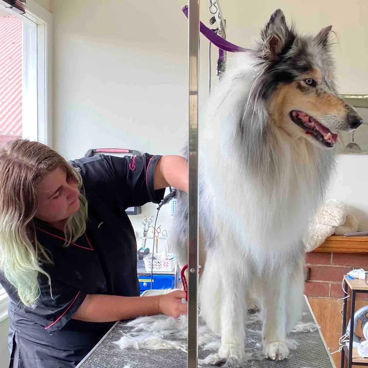 A woman is brushing the hair of a dog.